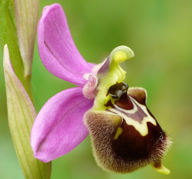 Ophrys apifera x Ophrys tenthredinifera neglecta  maggio 2014 in provincia di Potenza.